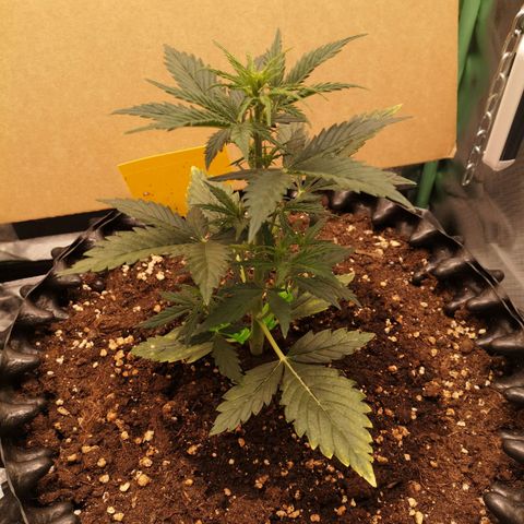 Glue Gelato growlog photo: 19:54