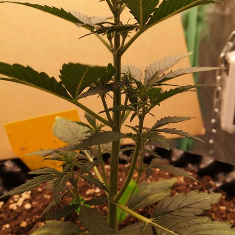 Glue Gelato growlog photo: 19:54