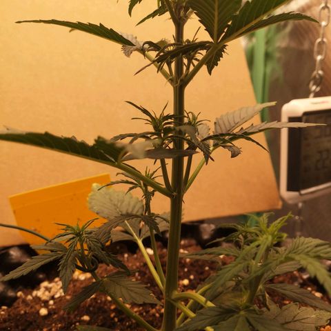 Glue Gelato growlog photo: 21:56