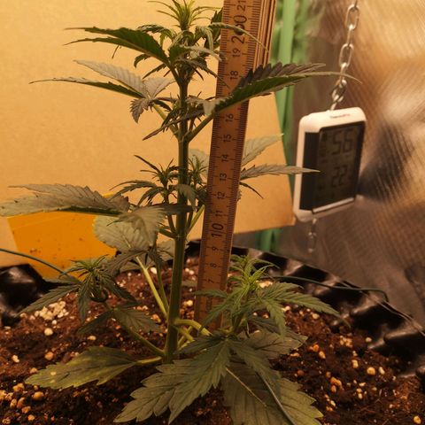Glue Gelato growlog photo: 21:56
