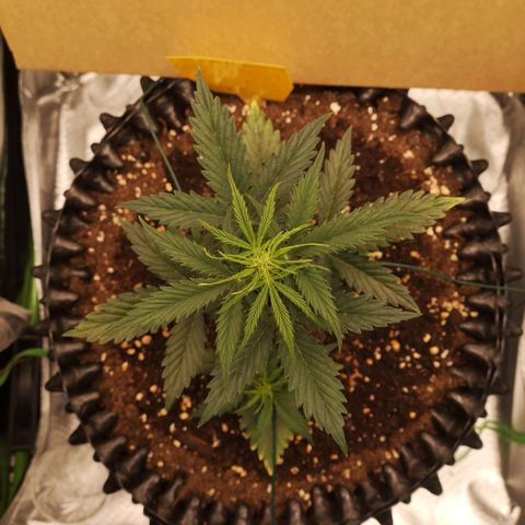 Glue Gelato growlog photo: 21:56
