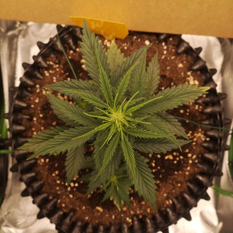 Glue Gelato growlog photo: 18:39