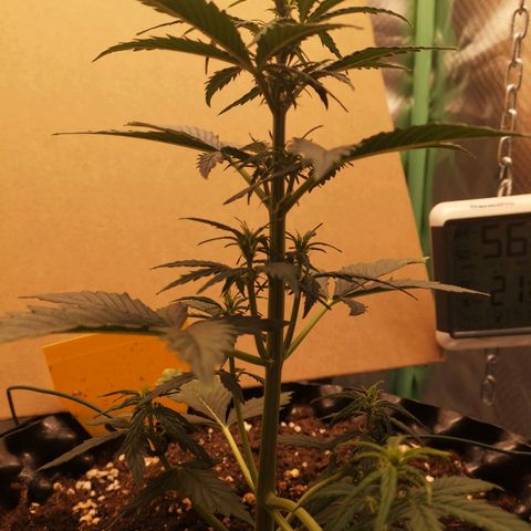Glue Gelato growlog photo: 18:39