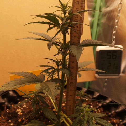 Glue Gelato growlog photo: 18:39