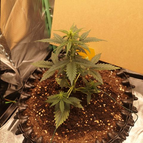 Glue Gelato growlog photo: 18:39