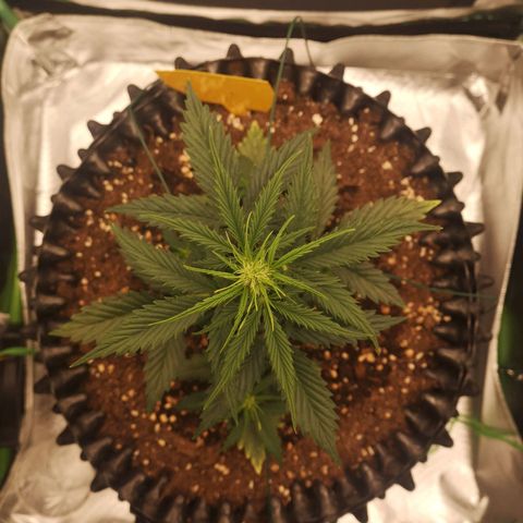Glue Gelato growlog photo: 19:37