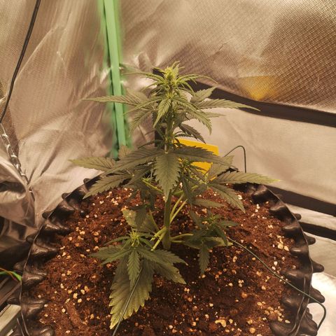 Glue Gelato growlog photo: 19:37