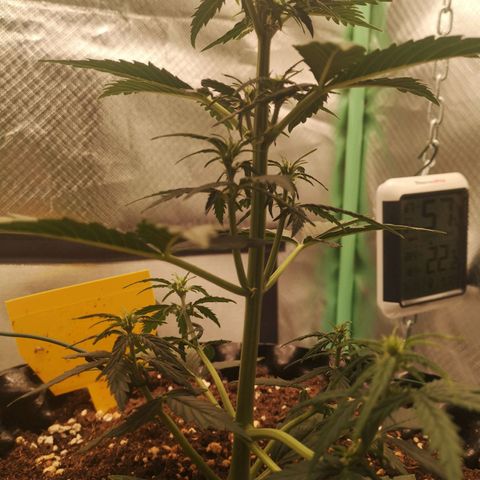 Glue Gelato growlog photo: 19:37