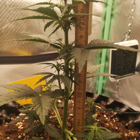 Glue Gelato growlog photo: 19:37