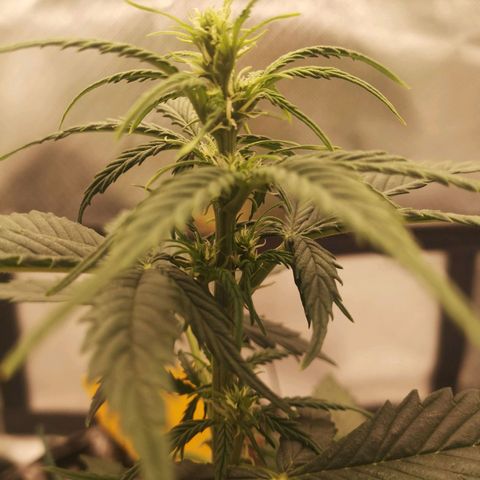 Glue Gelato growlog timeline photo