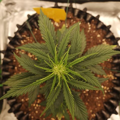 Glue Gelato growlog photo: 20:17