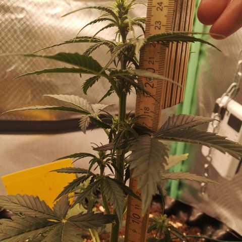 Glue Gelato growlog photo: 20:17