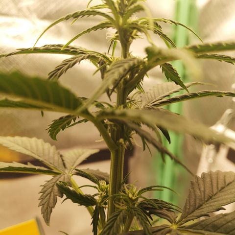 Glue Gelato growlog photo: 20:17
