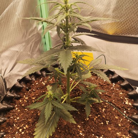 Glue Gelato growlog photo: 20:17