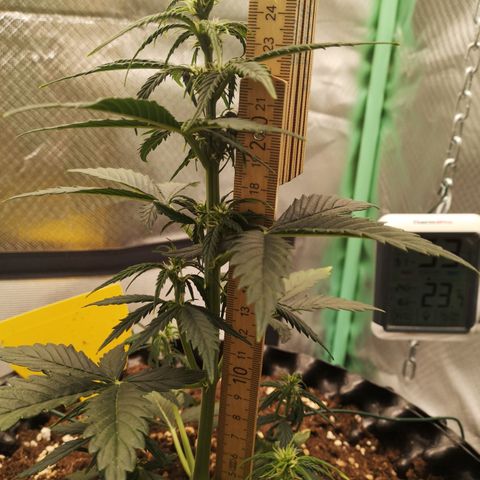 Glue Gelato growlog photo: 21:05