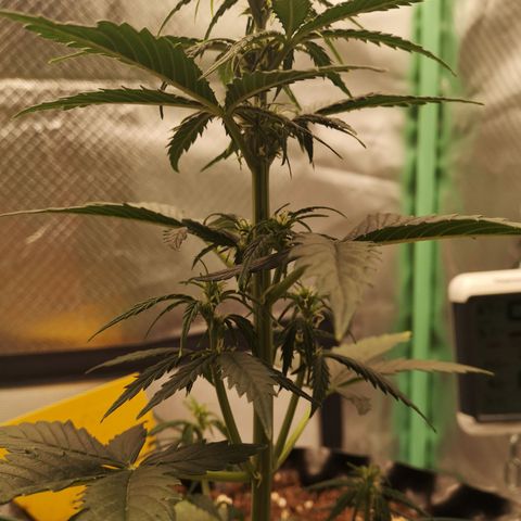 Glue Gelato growlog photo: 21:05