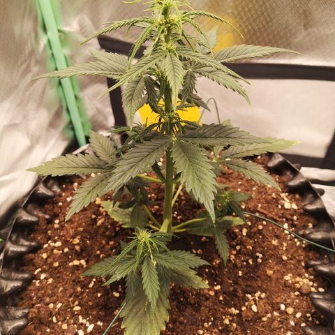 Glue Gelato growlog photo: 21:05