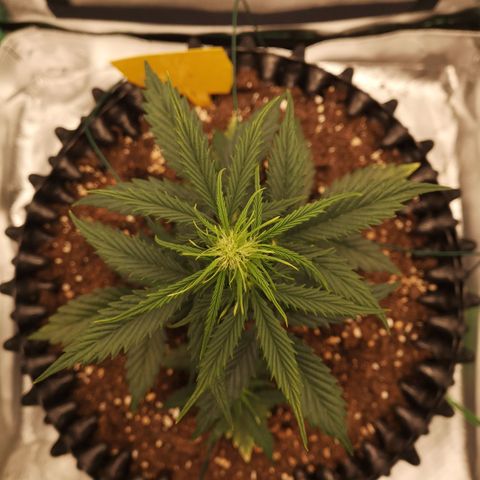 Glue Gelato growlog photo: 21:05