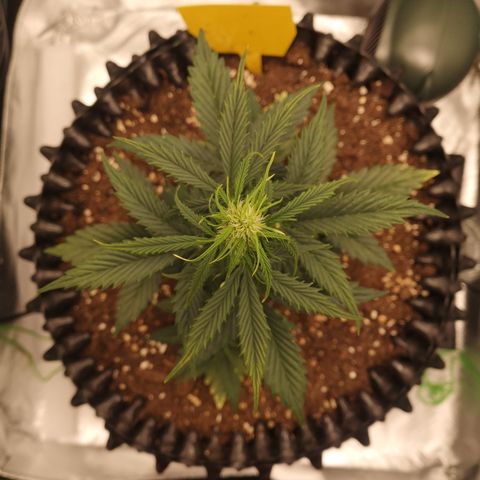 Glue Gelato growlog photo: 21:49