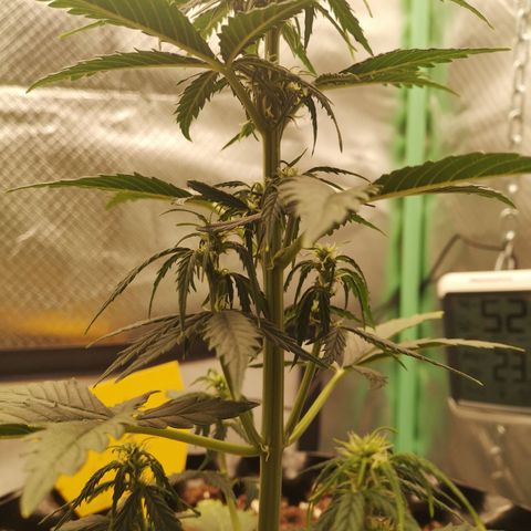 Glue Gelato growlog photo: 21:49