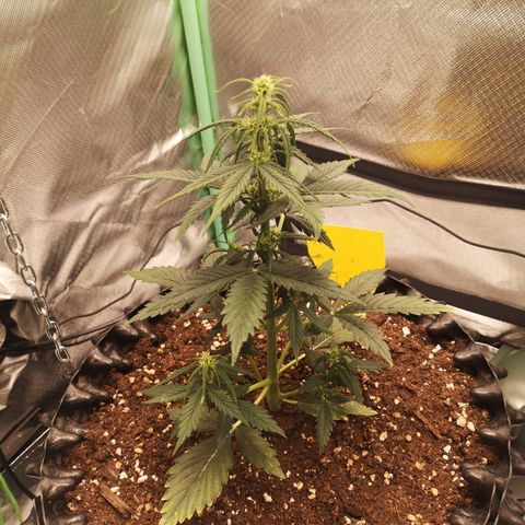 Glue Gelato growlog photo: 21:49