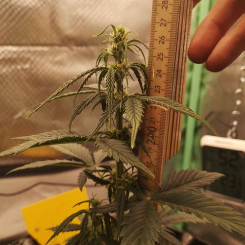 Glue Gelato growlog photo: 21:49