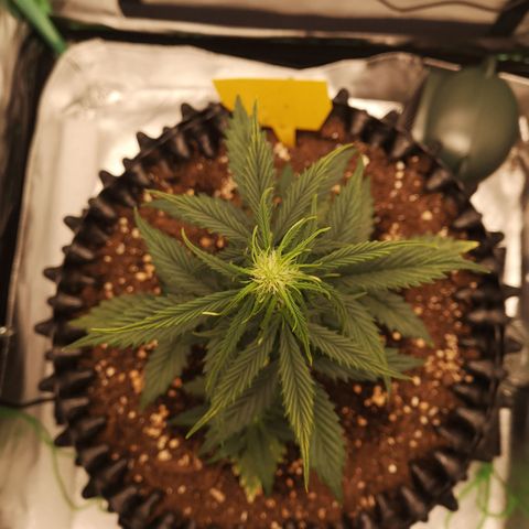 Glue Gelato growlog photo: 23:15