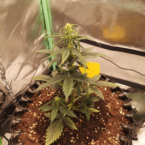 Glue Gelato growlog photo: 23:15