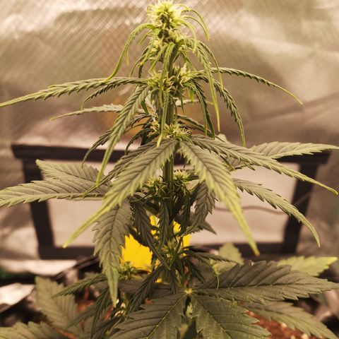 Glue Gelato growlog photo: 23:15