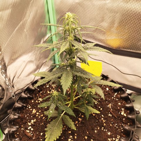 Glue Gelato growlog photo: 23:41