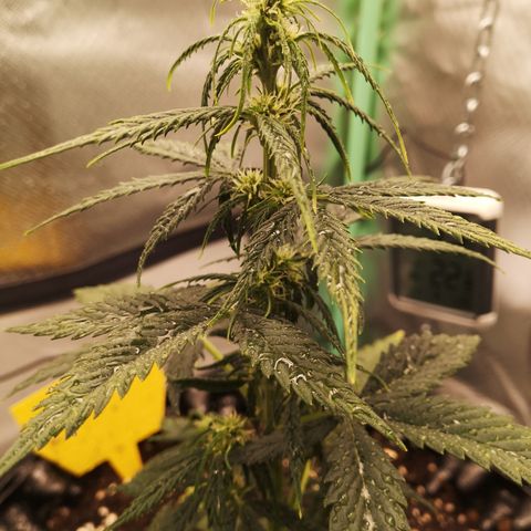 Glue Gelato growlog photo: 23:41