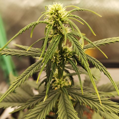 Glue Gelato growlog photo: 19:12