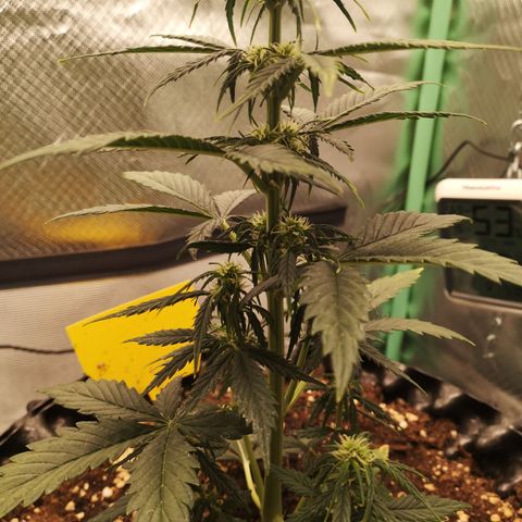 Glue Gelato growlog photo: 19:12