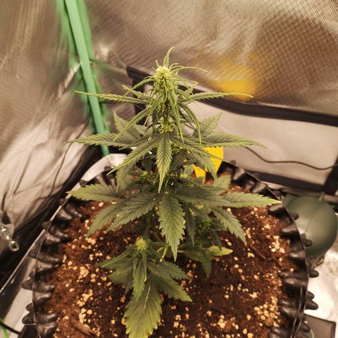 Glue Gelato growlog photo: 19:12