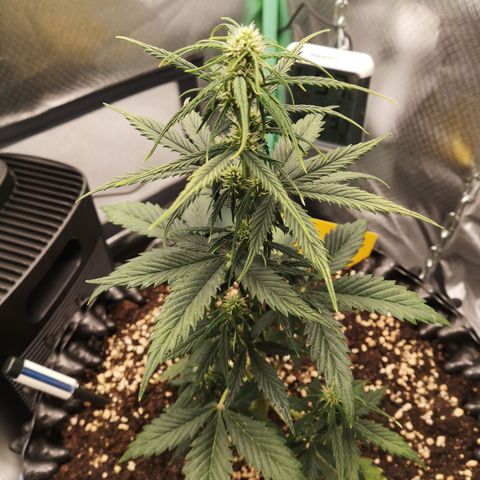Glue Gelato growlog photo: 19:53