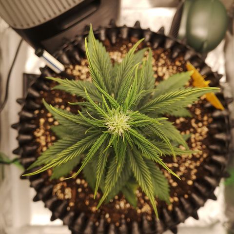 Glue Gelato growlog photo: 19:53