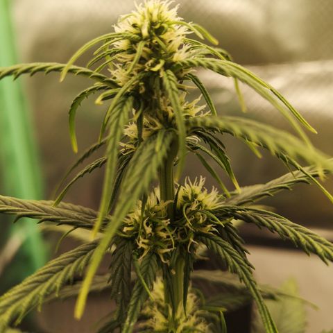 Glue Gelato growlog photo: 19:53