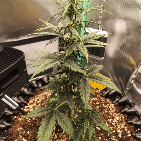 Glue Gelato growlog photo: 19:39