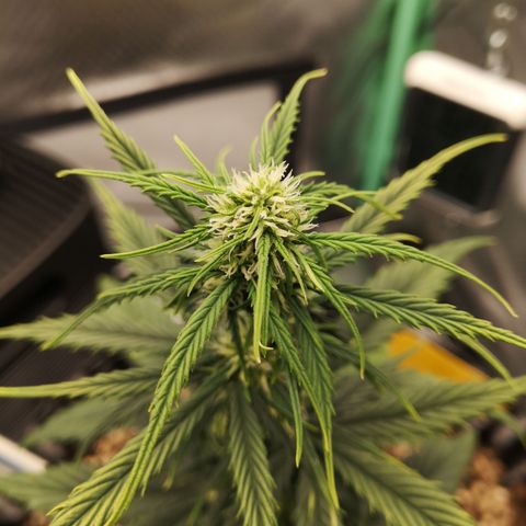 Glue Gelato growlog photo: 19:39