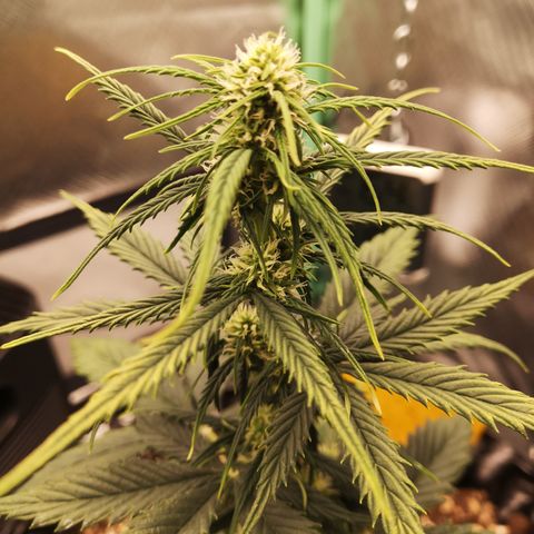 Glue Gelato growlog photo: 19:39