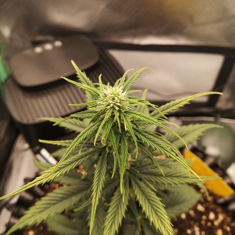 Glue Gelato growlog photo: 19:38