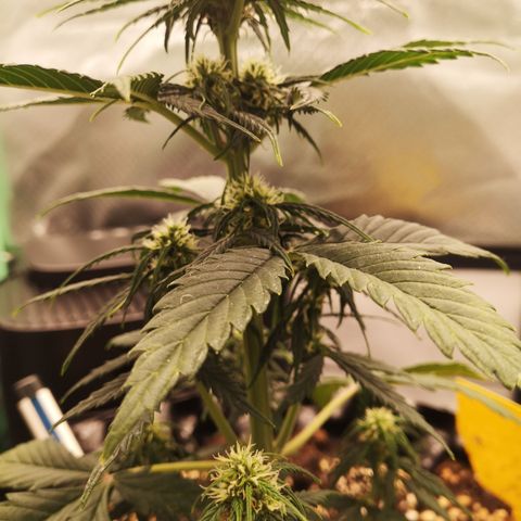 Glue Gelato growlog photo: 19:38