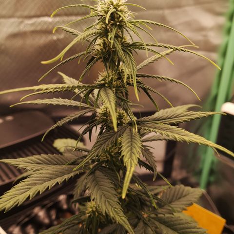 Glue Gelato growlog photo: 19:38