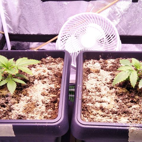 BC Godbud #4 growlog timeline photo