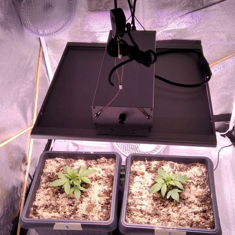 BC Godbud #4 growlog timeline photo