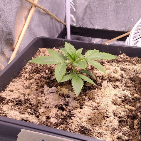 BC Godbud #4 growlog timeline photo