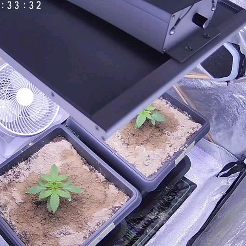 BC Godbud #4 growlog timeline photo