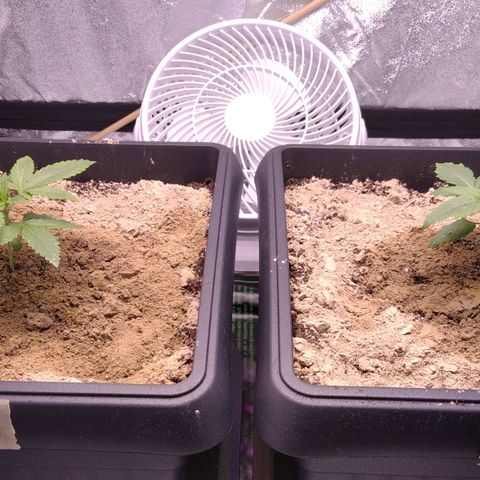 BC Godbud #4 growlog timeline photo