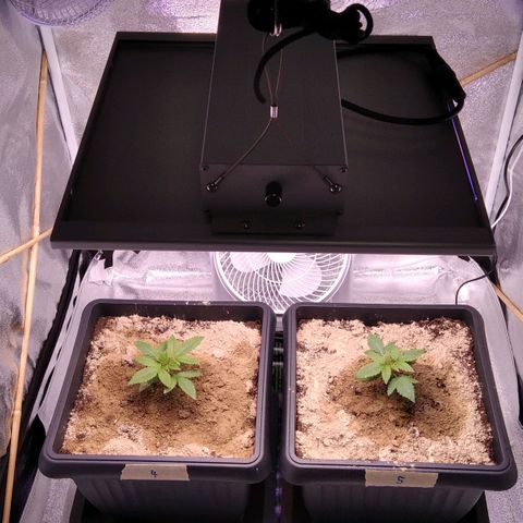 BC Godbud #4 growlog timeline photo