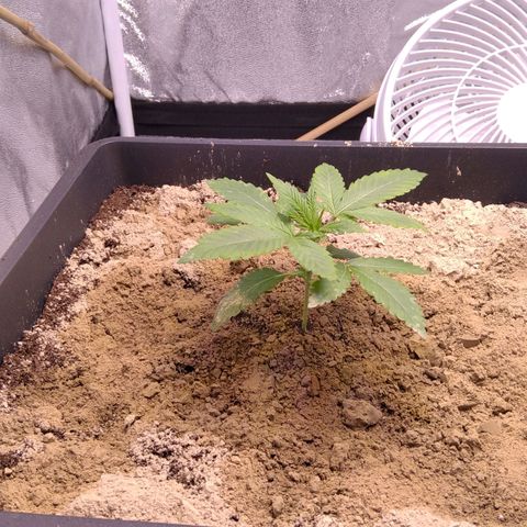 BC Godbud #4 growlog timeline photo
